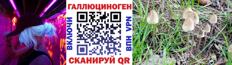 Купить где  Староминская  Псилоцибиновые грибы Cubensis 